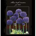 Baltus Allium Aflatunense Purple Sensation bloembollen per 100 stuks